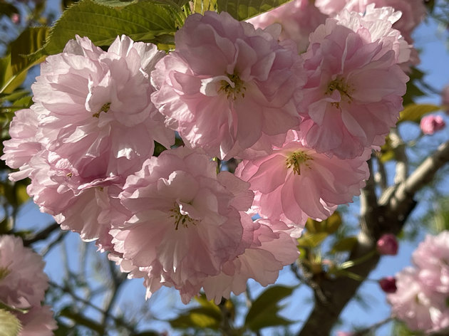 春咏镇安二首 文/刘承印(图1) 樱花2.jpg