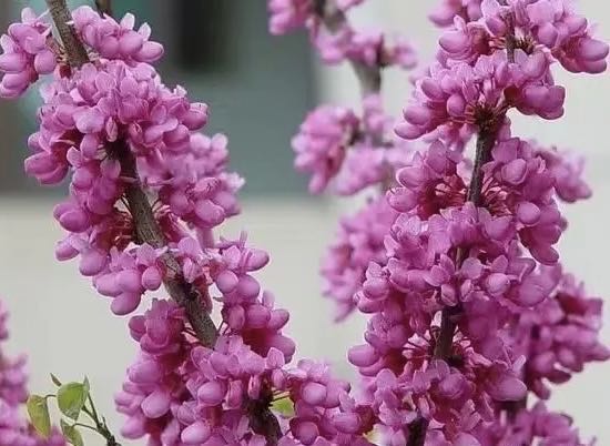 五律咏景二首 文/刘承印(图1) 紫花.jpg