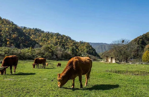 阳山牧羊曲 文/刘承印(图1) 哞哞.jpg