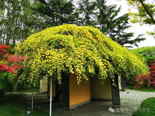 漫步交大校园 文/赵攀强(图1) 交大.jpg