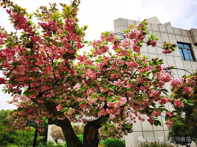 漫步交大校园 文/赵攀强(图2) 交大2.jpg