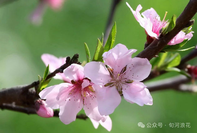 老家那棵桃树 文/赵攀强(图1) 桃树.jpg