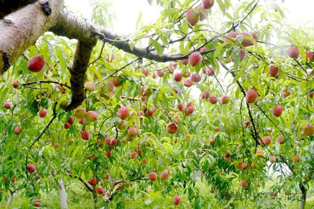 老家那棵桃树 文/赵攀强(图2) 桃子.jpg