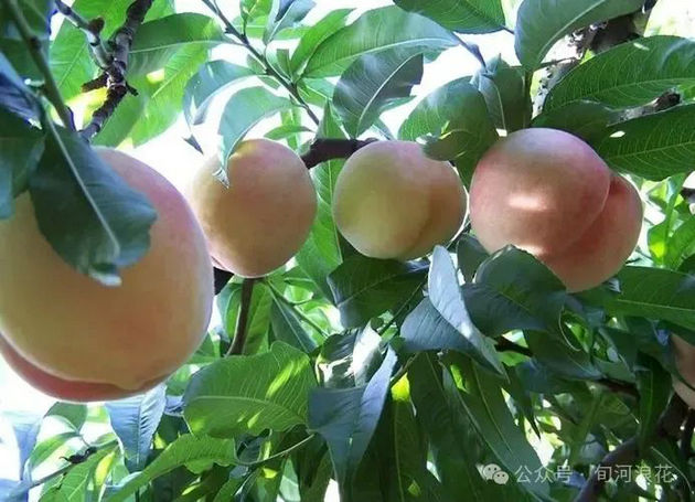 老家那棵桃树 文/赵攀强(图3) 桃.jpg