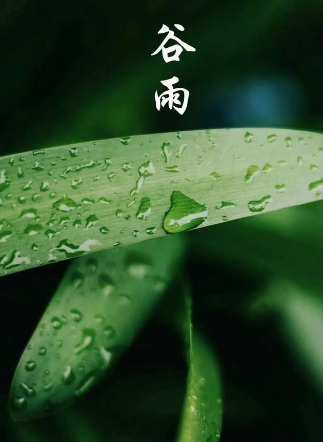 回忆高中时在十里农场的谷雨节 文/徐军(图1) 谷雨3.jpg