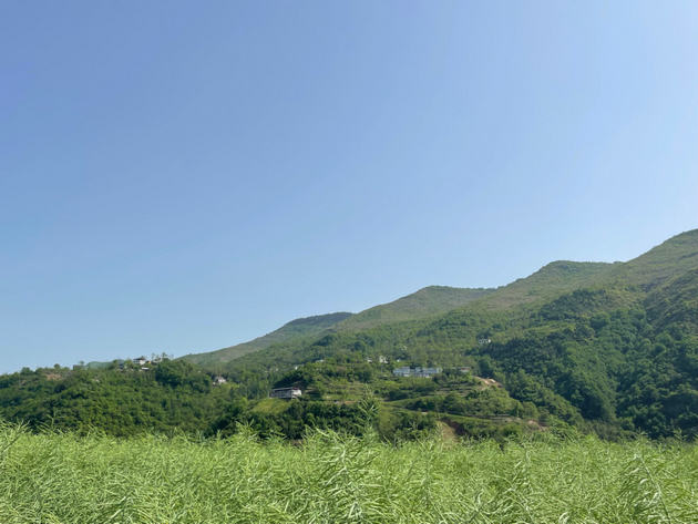 春的喜悦 文/王自霞(图1) 春.jpg