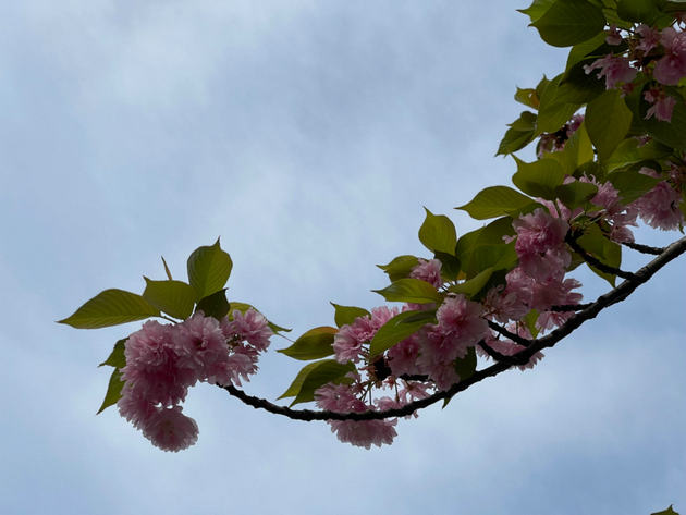 春的喜悦 文/王自霞(图2) 春2.jpg