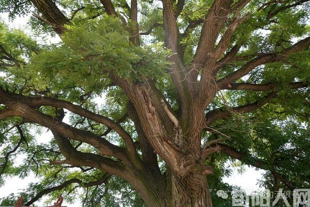 又到槐花飘香时 文/赵攀强(图1) 槐花.jpg