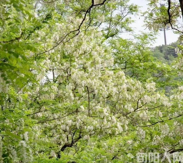 又到槐花飘香时 文/赵攀强(图2) 槐花2.jpg
