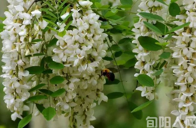 又到槐花飘香时 文/赵攀强(图4) 槐花4.jpg