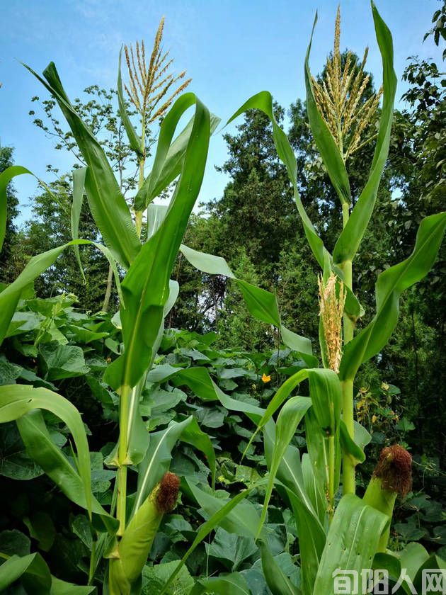 垦荒 文/程根子(图5) 开垦3.jpg