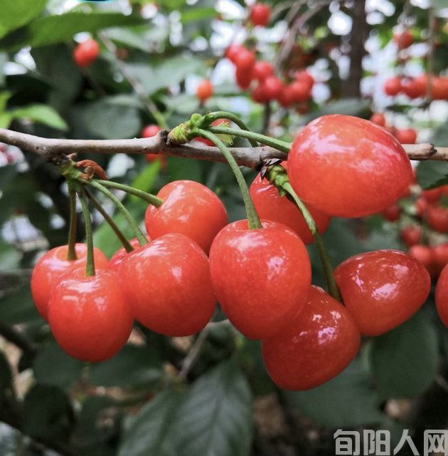 咏发垂钓三首 文/吴丰田(图1) 樱桃.jpg