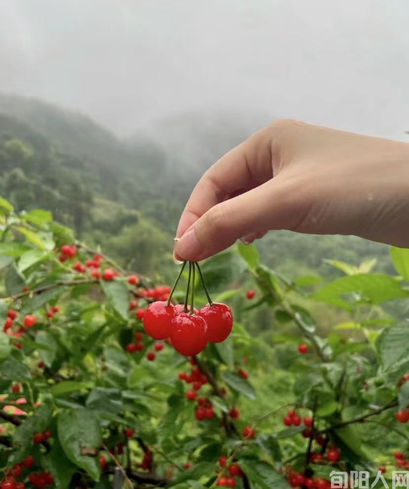 樱桃（liu ）.jpg