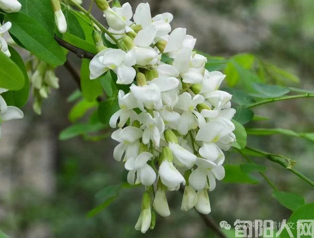 又闻槐花香 文/张利平(图1) 槐花.jpg