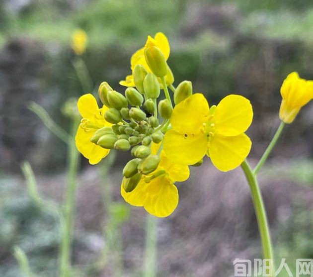 农忙季 文/李明清(图2) 春2.jpg