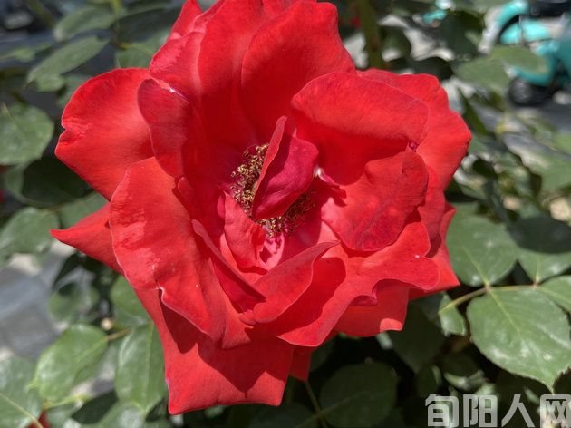 农忙季 文/李明清(图1) 插图2.jpg