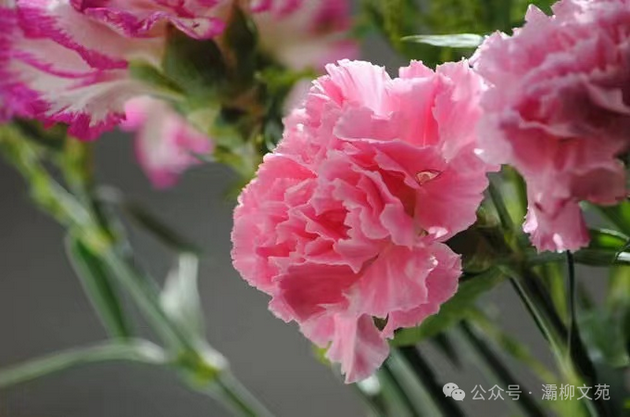 母亲节征文•宋建成【五月的鲜花】(图1) 康乃馨.png