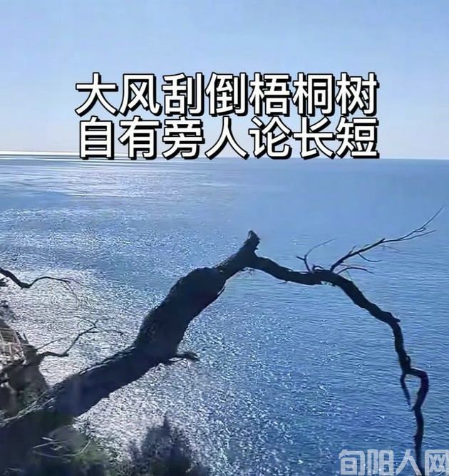 大风刮倒梧桐树 自有旁人论短长 文/李向宝(图1) 大风.jpg