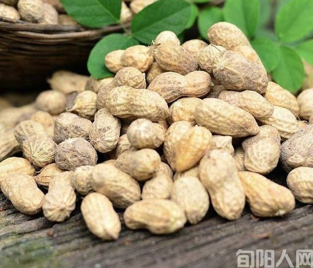 五律三首(花生等) 文/吴丰田(图1) 花生.jpg