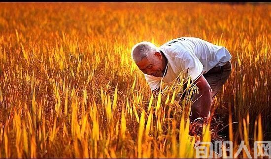 新悯农(诗二首)文/李明清(图1) 农民.jpg