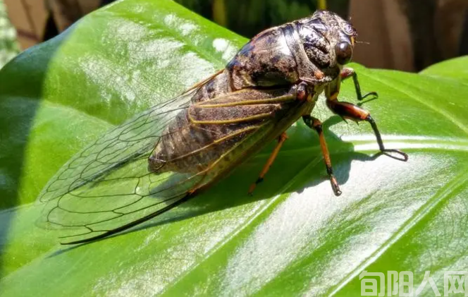蝉鸣的图片.jpg