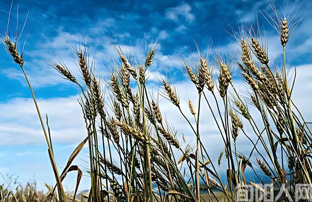 秋风里   文/柯荣