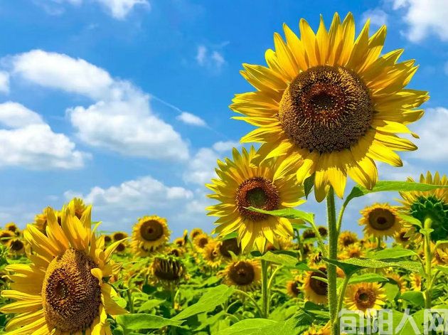 夏秋咏物三首  文/刘承印