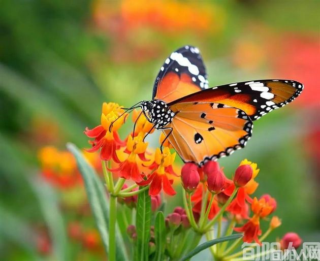 捉蝴蝶    文/杨红玉