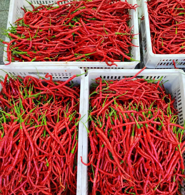 又到辣椒飘香时 文/细雨流年(图1) 辣椒.jpg