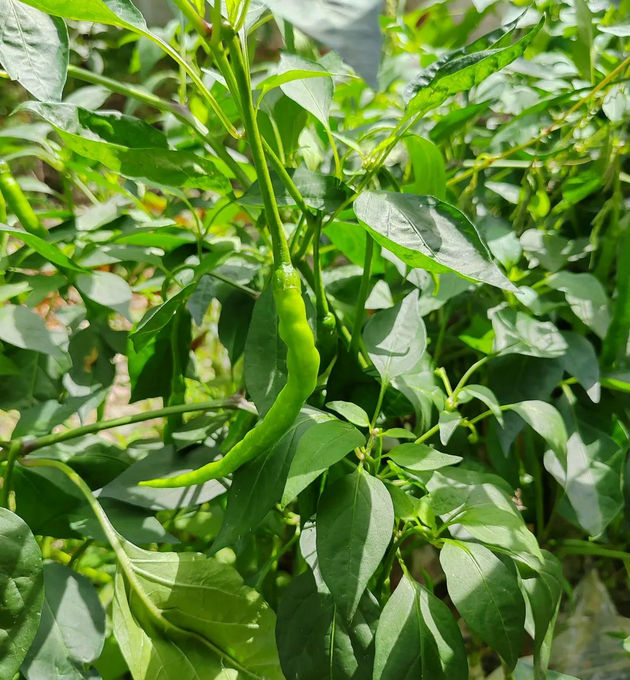 又到辣椒飘香时 文/细雨流年(图2) 辣椒2.jpg