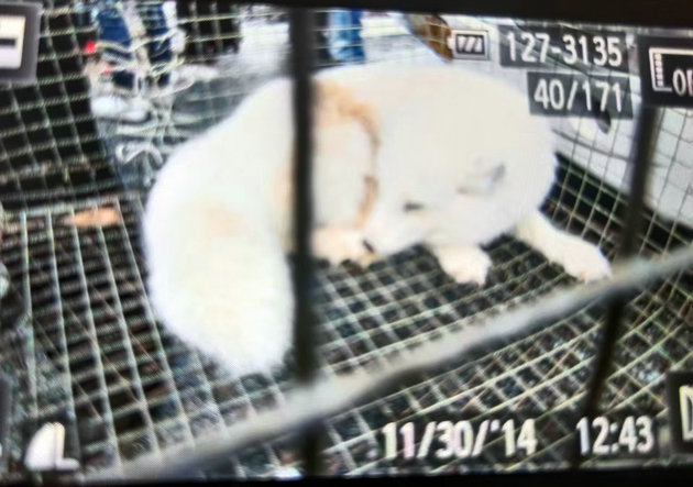 秦岭深山放生 文/棕杰(图4) 放生4.jpg