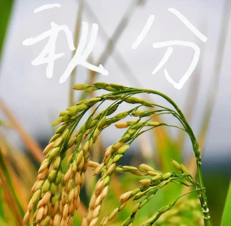 秋分随感二首 文/刘承印 (图1) 桌面2.jpg