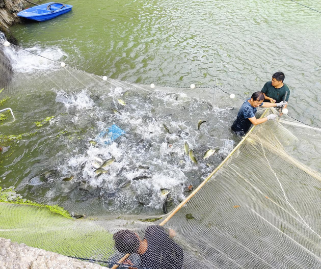 陕西省旬阳市石门镇:产业园里喜捞“丰收鱼”(图1) 002.png