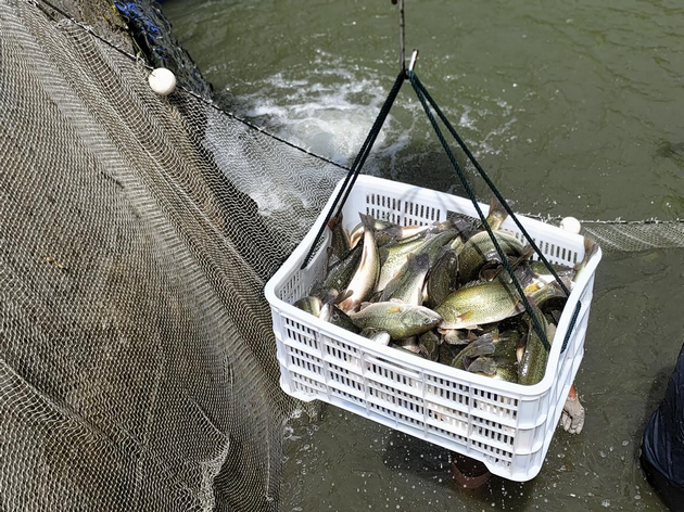 陕西省旬阳市石门镇:产业园里喜捞“丰收鱼”(图2) 003.png