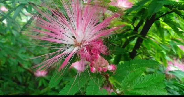 荒芜中的合欢树 文/吕格侠 (图1) 合欢树.jpg