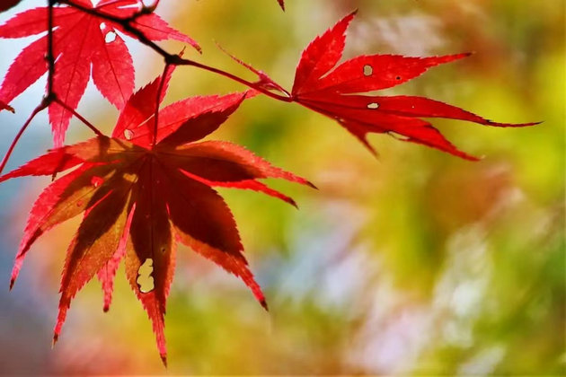 《岁月》两首 文/李明清(图1) 红叶.jpg