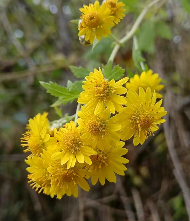 父亲背脊上盛开的花朵 文/唐巴(图1) 菊花.jpg