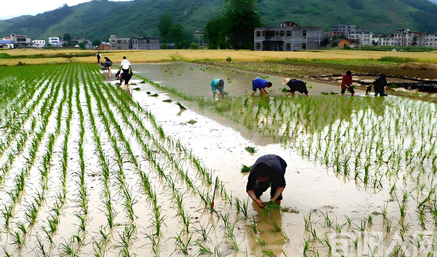 消逝的水田 文/书笑(图1) 插秧.png