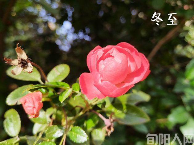 七律·《冬至》 文/徐军(图1) 冬至.jpg