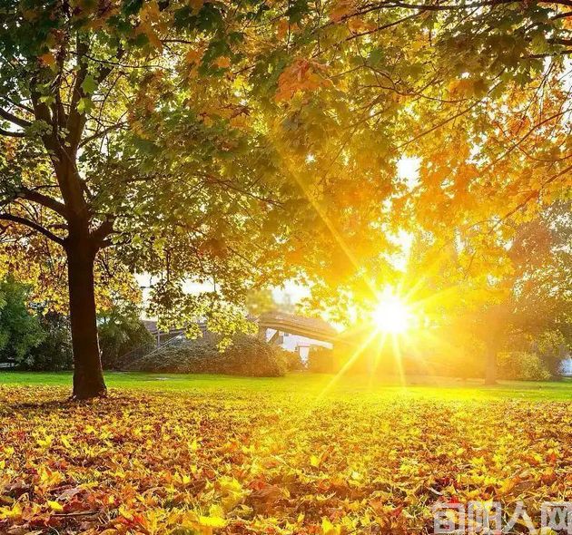 阳光的味道 文/林清玄(图1) 阳光.jpg