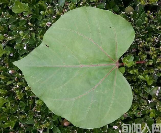 外婆锅里的小棉袄 文/肖海娟(图2) 馍馍叶.jpg