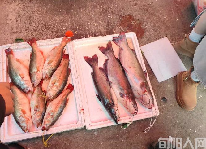 旬阳喜迎春节:热闹的年货市场(图8) 微信图片_20250128121036.jpg