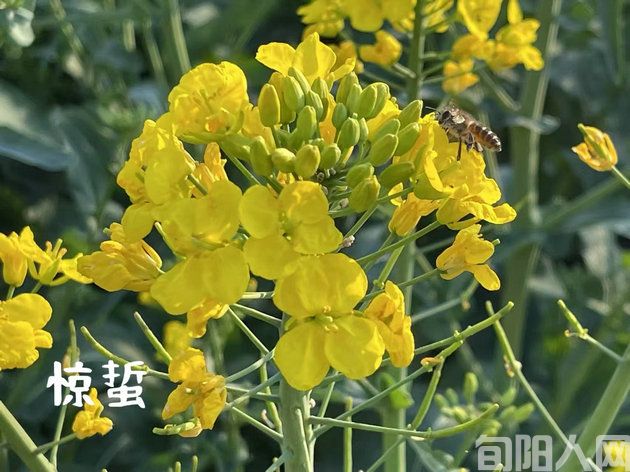 今日惊蛰 文/徐军(图1) 惊蛰.jpg