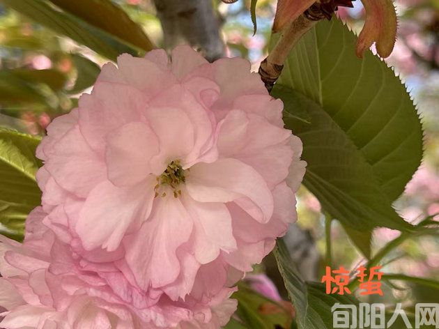 惊蛰(外两首) 文/李明清(图1) 惊蛰1.jpg