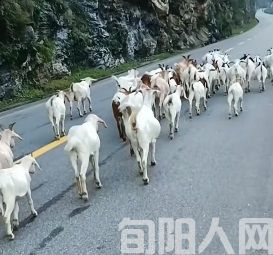 桐皮沟的牧羊人 文/黎光菊(图3) 3.jpg