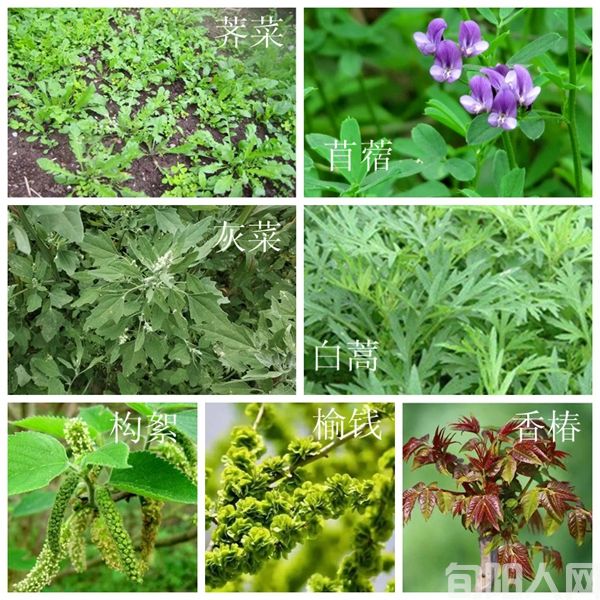 春天常食用野菜的八首诗 文/笨马九方皋(图1) 图片.jpeg