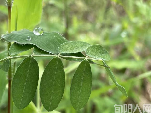 春日诗意美食 文/刘家胜(图1) 0311春天照片.jpg