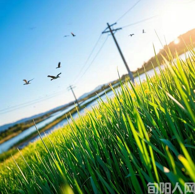 走进麦田 文/杨恒艳(图1) 00.jpg