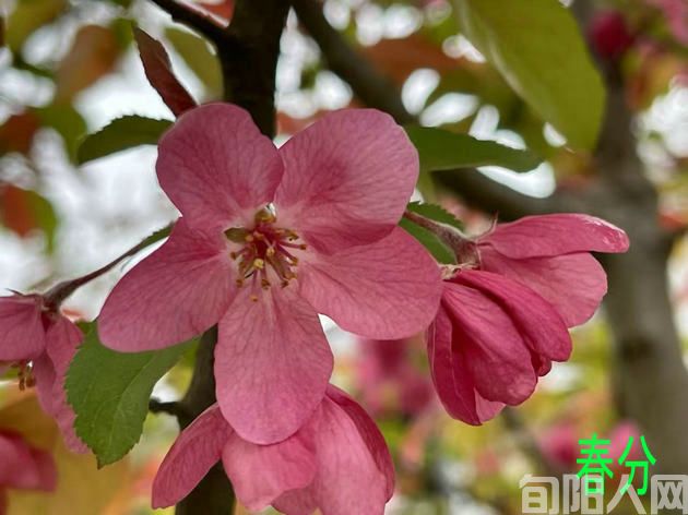 刘承印:春分感怀(图1) 0311春天照片3.jpg