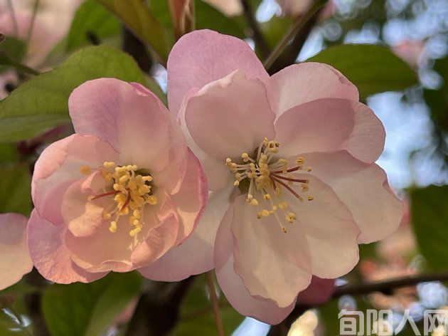 李明清:《春韵》两首(图1) 桃花.jpg